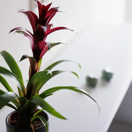 Apartmán Ilios - Next To Gouvia